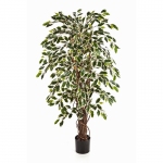 Ficus Liana 120cm Wit/Groen